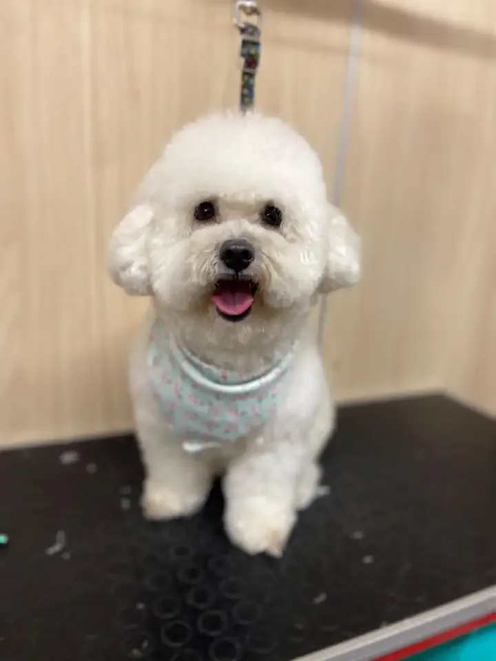 Bichón blanco recién peinado en Otto & Co
