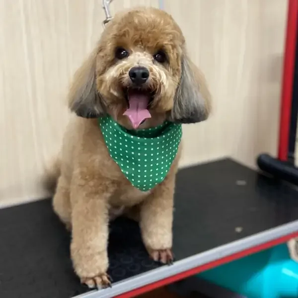 Caniche con pañuelo verde después de su corte