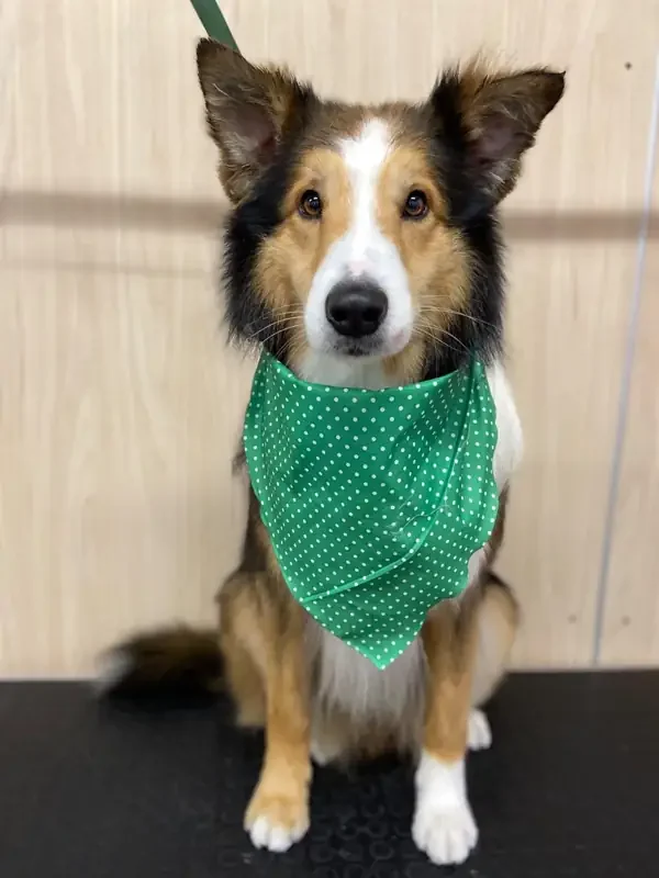 Collie peinado en la peluquería Otto & Co